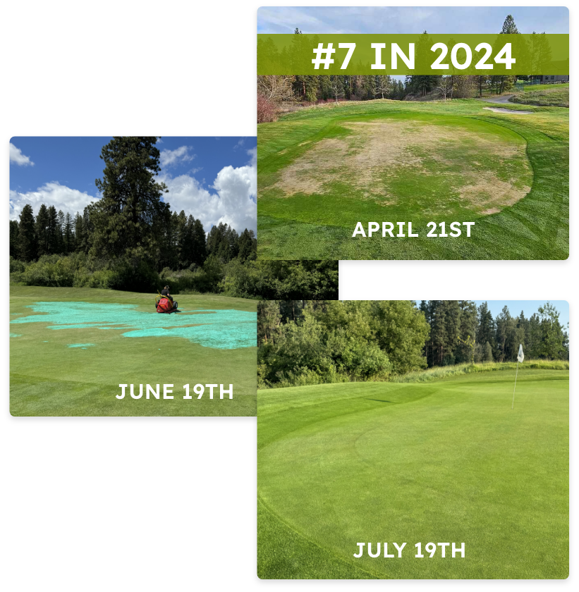 Hole 7 larger 2024 Image Green progression in 2024 on hole #7 between April and July. Foot traffic should have been limited but was not for long enough